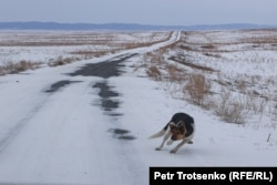 A dog chases a passing car.