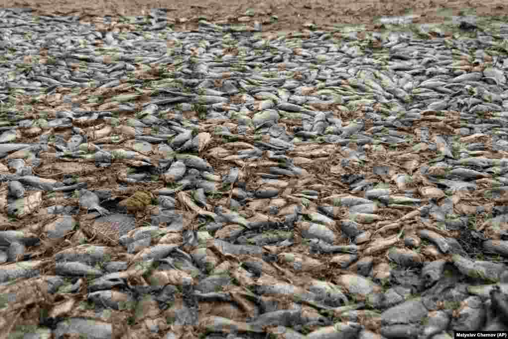 Dead fish cover the bottom of the dried-up Kakhovka Reservoir after the recent catastrophic destruction of the Kakhovka dam near Kherson in Ukraine.&nbsp;