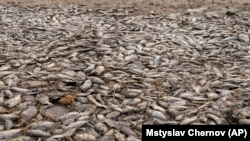 Мертва риба на дні Каховського водосховища після руйнування дамби, 18 червня 2023 року