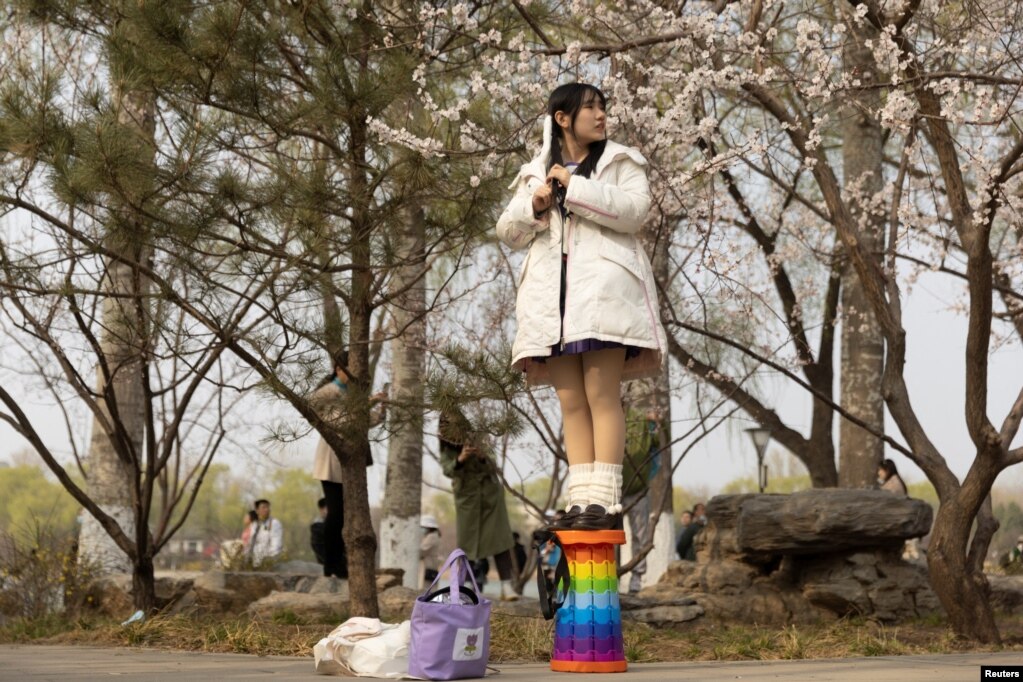 Një grua pozon për fotografi gjatë sezonit të lulëzimit të qershisë në parkun Yuyuantan në Pekin, Kinë.