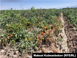 Поле с помидорами жамбылского фермера Аманбая Джумабаева. 24 августа 2023 г.