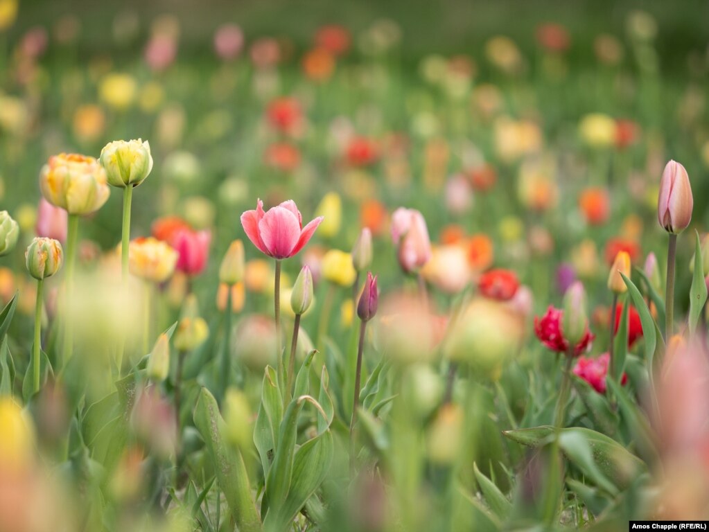 Lulëzimi i tulipanëve në Dobropark më 24 prill. Hollanda dhuroi rreth 400,000 lule për sezonin e vitit 2023.