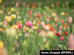 Tulips were beginning to bloom in Dobropark on April 24. Holland donated around 400,000 of the flowers for the 2023 season.