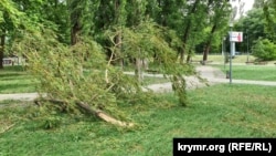 Зламане дерево в парку біля Палацу культури профспілок у Сімферополі, 25 травня 2024 року