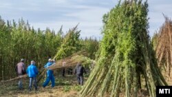 Közmunkások dolgoznak ipari felhasználásra szánt kender betakarításán Gyula határában 2016. szeptember 21-én (képünk illusztráció)