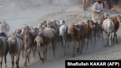 مالکان این گوسفندان در مجموع ۲۰ میلیون افغانی خسارت دیده‌اند. 