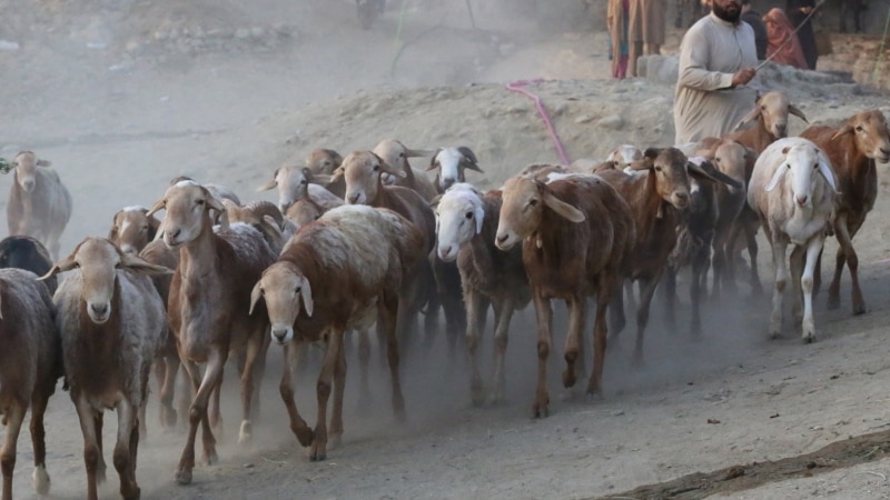 تلف شدن یک‌ونیم هزار گوسفند در بدخشان به دلیل سقوط از کوه