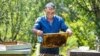 Kosovo: Beehives in Prishtina
