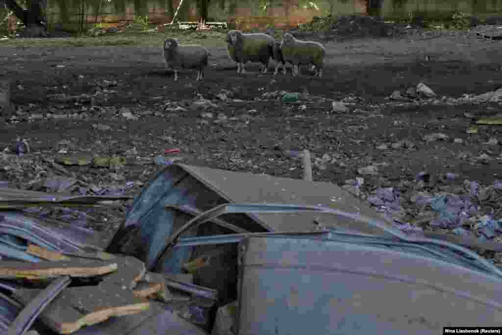 Bárányok a rakétacsapások által szétzúzott odesszai ipari területen, ahol a szerda éjjeli támadásban egy ember meghalt, két másik pedig megsebesült