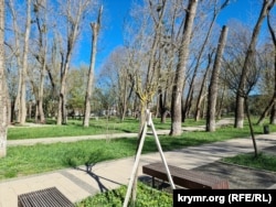 Высохшие без полива молодые деревца в сквере у ДКП в Симферополе. Крым, апрель 2024 года
