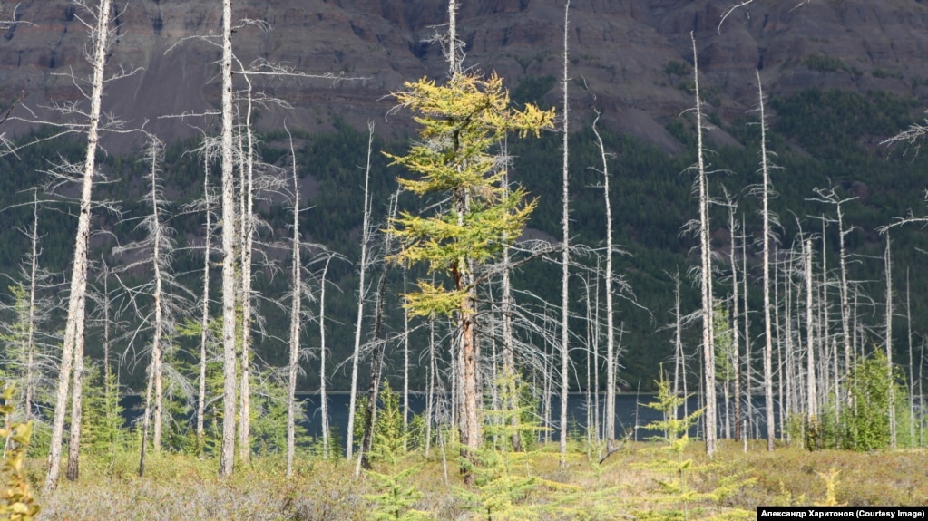 The effects of sulfur dioxide on larch forests.