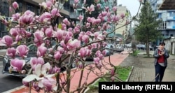 Магнолия цветет в начале марта на улице Батуми