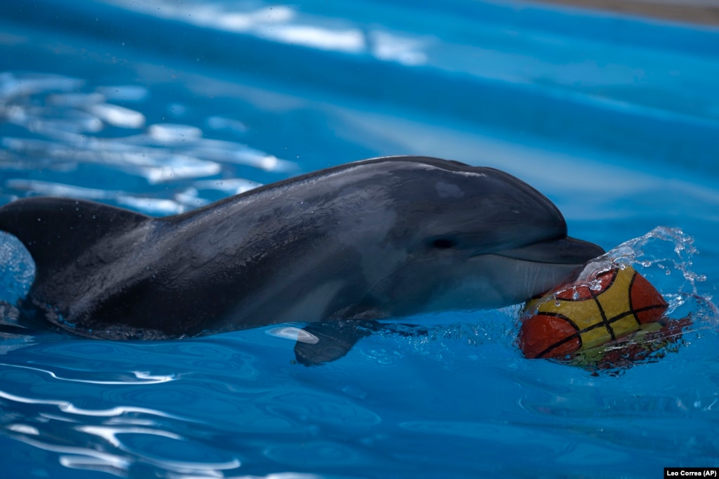 Дельфінятко на ім'я Мрія грається з м'ячем у дельфінарії «Немо» в Харкові, фото від 21 вересня 2022 року. За словами тренерів парку, трьох дельфінів, які залишилися, не евакуювали через їх молодий вік. А війна триває... Російські обстріли продовжують калічити та вбивати харків'ян  