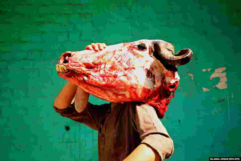 A Pakistani man holds the head of a sacrificed cow on his shoulder during Eid al-Adha celebrations in Peshawar.