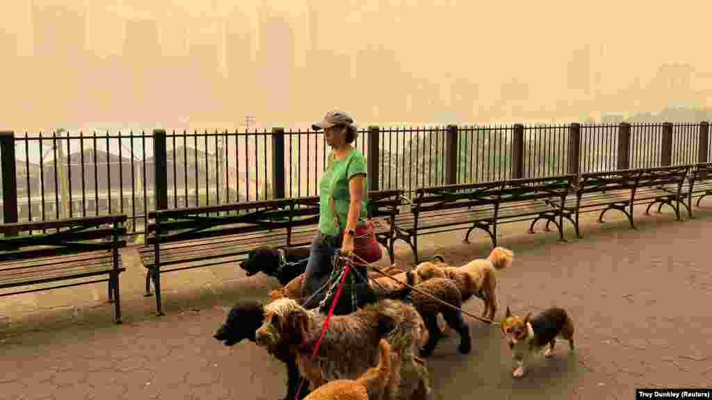 Kutyasétáltatás New Yorkban, 2023. június 7-én. A kanadai erdőtüzek füstje ekkorra érte el a várost, ahol a hatóságok levegőminőségi riasztást adtak ki,&nbsp;és az emberek elkezdték ismét hordani a világjárvány óta elhagyott maszkokat és védőszemüvegeket