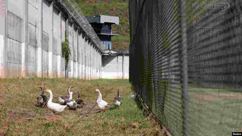 A Brazília déli részén található börtönben a libák a kutyaelődöket kiszorítva szolgálatba léptek, hogy biztosítsák a rendet, és hogy a rabok ne szökjenek meg.&nbsp;A gágogó madarak a börtön belső kerítése és a külső főfal közötti zöldterületen járőröznek. A személyzet szerint a libák éberségük miatt még a kutyáknál is jobb&nbsp;őrző-védő állatok