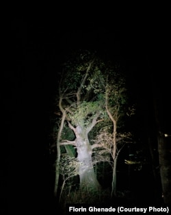 The "Baba Groasa" oak tree, which is approximately 600 years old, in Giurgiu county