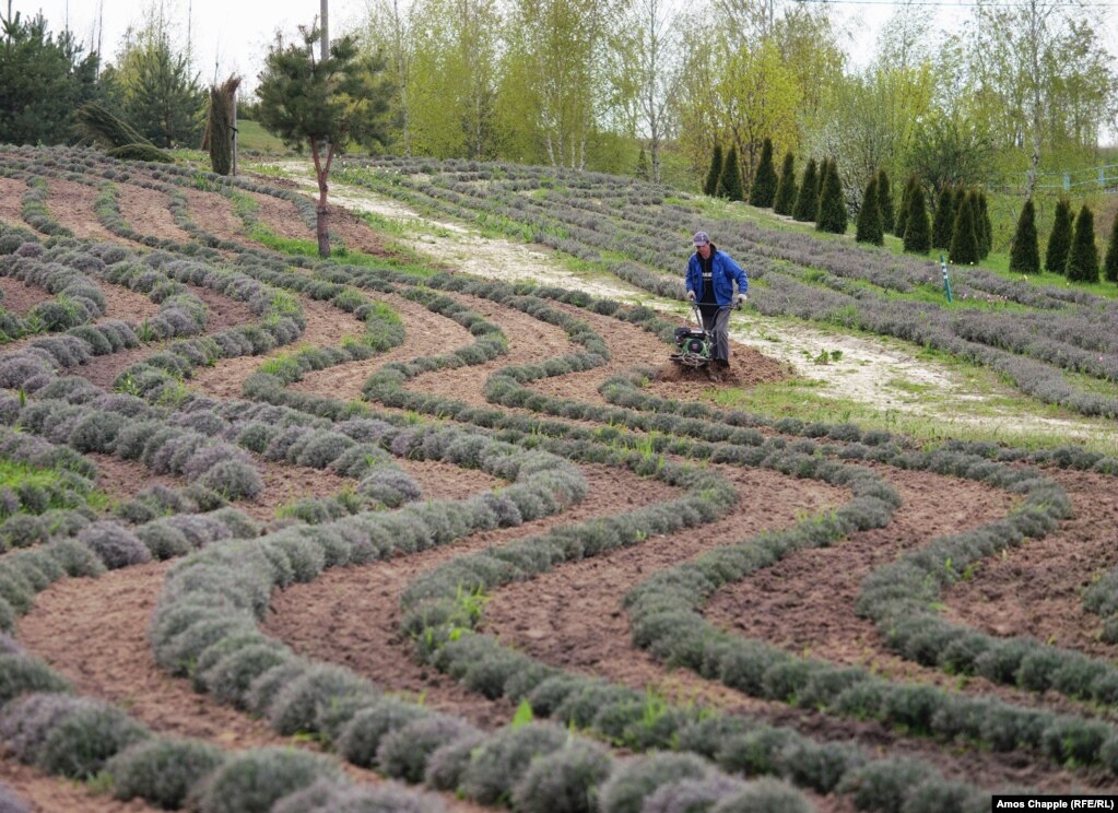 Садівник доглядає ряди лаванди, 24 квітня 2023 року