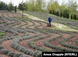 A gardener tends to rows of lavender on April 24.