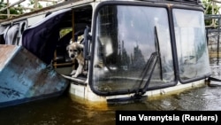 Собака в затопленной части Херсона на 8-й день после разрушения Каховской плотины. Херсон, Украина 12 июня 2023 года