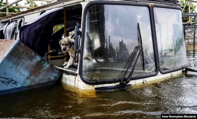 Собака на затопленій частині Херсону на 7-й день після знищення Каховської ГЕС. Херсон, 12 червня 2023 року