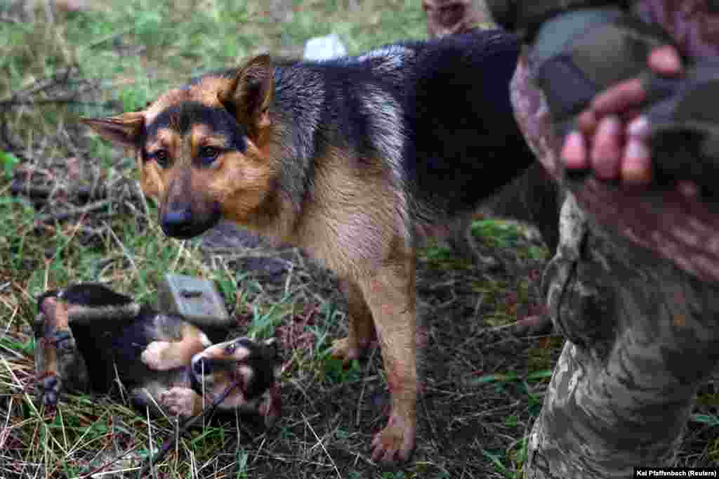 A German shepherd named Bas accompanies Ukraine&#39;s &quot;Edelweiss&quot; mortar unit after their return from heavy fighting close to Bakhmut on April 14. The unit rescued the dog during a mission near Kyiv last summer, and Bas has traveled with them to different places along the front lines ever since.