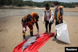 Istraživači iz Mamiraua instituta za samoodrživi razvoj nalaze uginulog delfina u jezeru Tefe u Brazilu, 3. oktobar 2023.