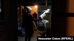În zorii zilei, Natalia Chiriac se pregătește pentru mulsul celor patru vaci din gospodărie, 24 martie, 2023