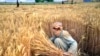 افغانستان با کاهش حاصلات گندم و غلات مواجه است؛ راه های حل چی خواهد بود؟ 