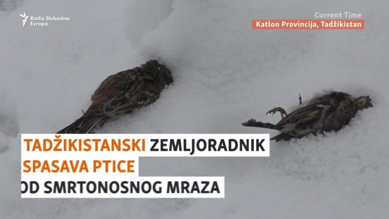Tadžikistan: Farmer spasava ptice od smrtonosnog mraza