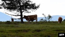 Krave na ispaši, Bruvno, središnja Hrvatska.