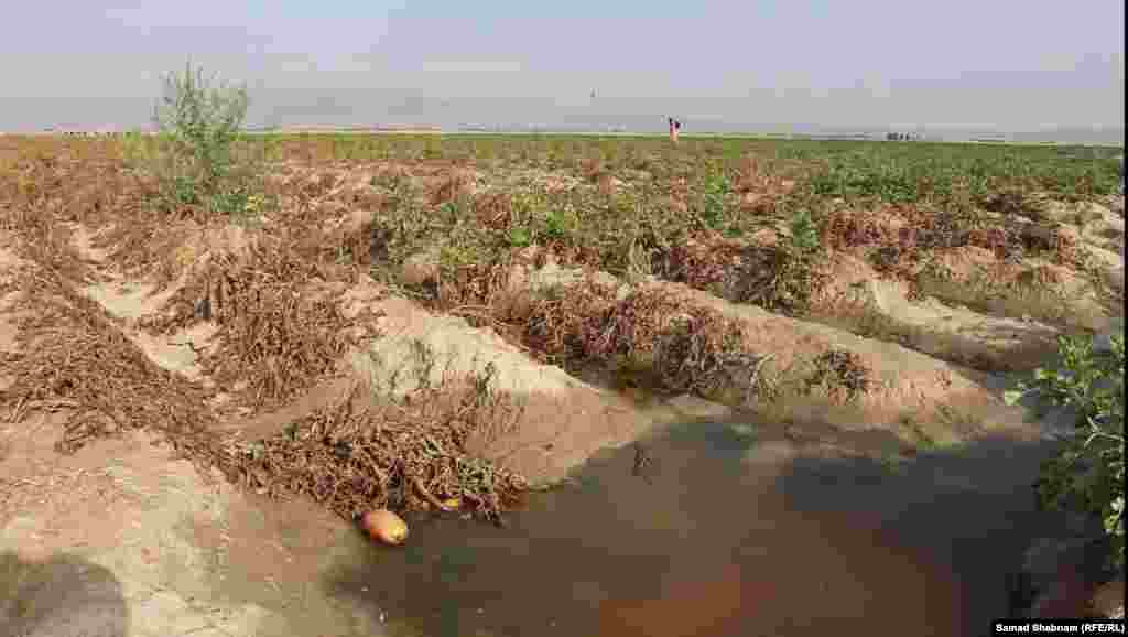 In parts of Balochistan, farmers&#39; fields were damaged by flash flooding.