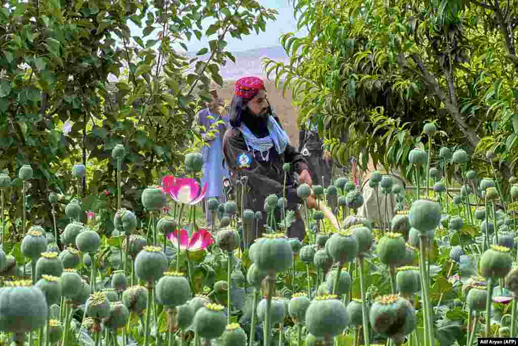 Taliban security personnel destroy a poppy plantation in Afghanistan&#39;s Balkh Province.&nbsp;