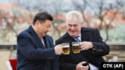 Miloš Zeman kínai kollégájával, Hszi Csin-pinggel koccint Prágában 2016. március 30-án