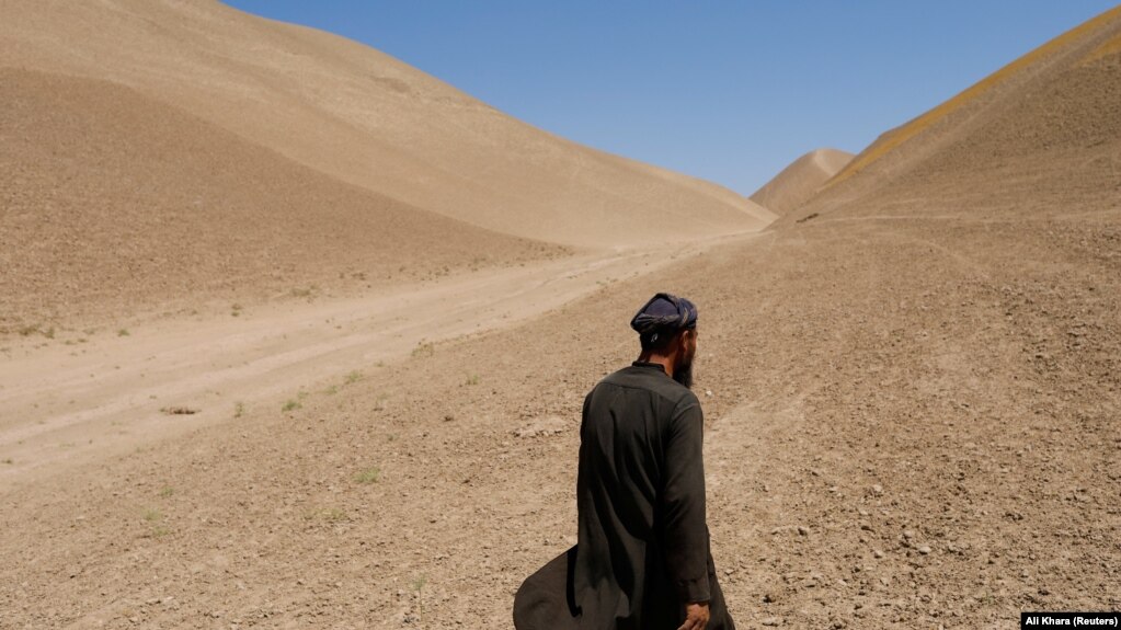 Një burrë afgan duke ecur në një fushë me grurë të goditur nga thatësira në lagjen Nahr-e-Shahi të provincës Balkh.
