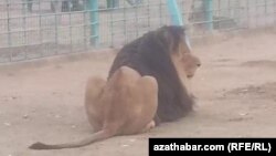 Лев в вольере. Ашхабадский зоопарк.