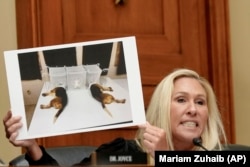 Doktor Fauči je u jednom bio zbunjen kada je Tejlor Grin podigla fotografiju s biglovima u načnim eksperimentima. "Kakve veze imaju psi s bilo čim o čemu pričamo", rekao je Fauči.