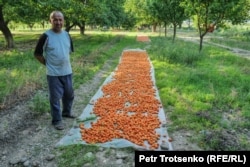 Farmer Abdullo Niyazov shows the harvest from the apricot trees he tends in the Sughd region.