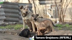 Câini fără stăpân fotografiați în preajma unui bloc de locuit din Chișinău.