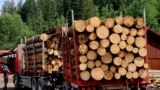 Anual se confiscă în România aproximativ 150 de camioane cu lemn furat.