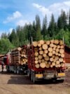 Anual se confiscă în România aproximativ 150 de camioane cu lemn furat.