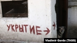 A dog stands at the entrance to a bomb shelter in eastern Ukraine. 