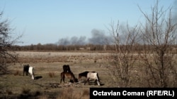 Caii din Delta Dunării pasc primăvara înconjurați de incendii de vegetație.