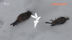 'Tebigaty goramalydyrys': Täjigistanly daýhan guşlary ýowuz aýazdan halas edýär