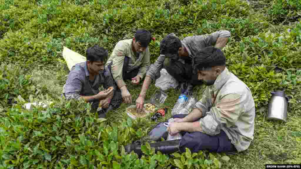 Sitting among the tea leaves, Afghan migrants take a lunch break during the harvest season. Of the estimated 300,000 Afghans residing in Turkey, 183,000 are officially registered, and the remainder are undocumented. While officially registered refugees qualify for health care, thousands of undocumented immigrants are not eligible.