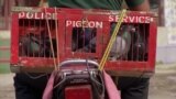 Pigeons in cage on a motorbike used by police in India