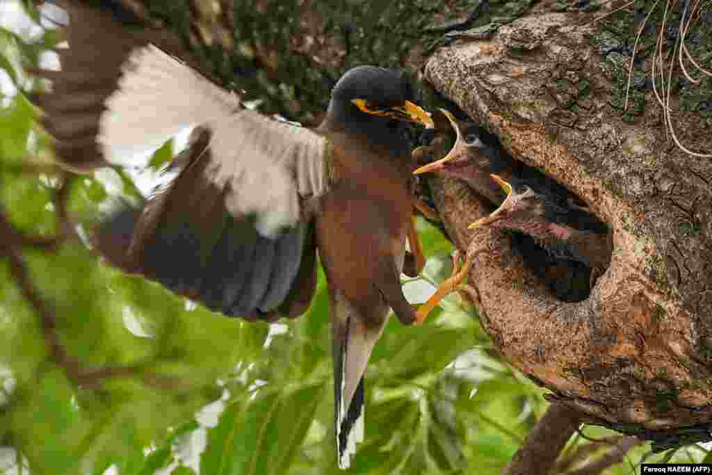 A mynah feeds its chicks inside a nest in a tree in Islamabad.