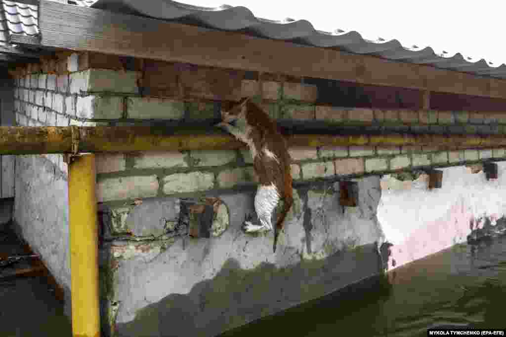 Mačka visi na cevi koja dovodi gas u kuću, kako bi izbegla poplave
