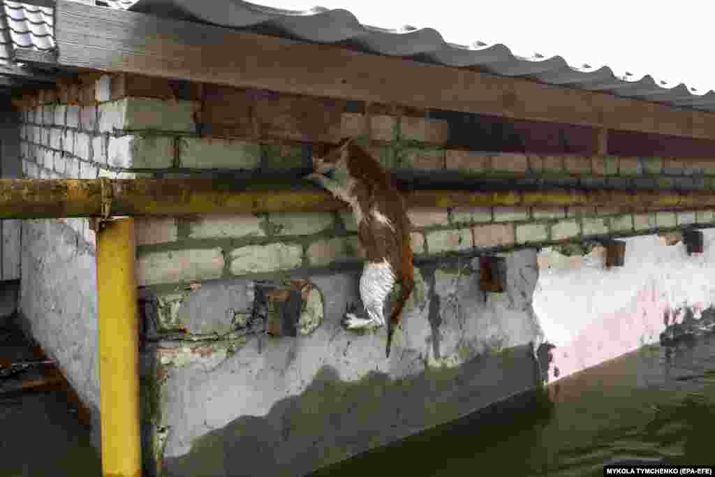 A cat hangs on a gas pipe as it tries to escape the floodwaters.