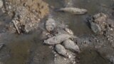 Thousands Of Fish Dead In Kakhovka Reservoir As Ukraine Launches 'Ecocide' Probe Over Dam 